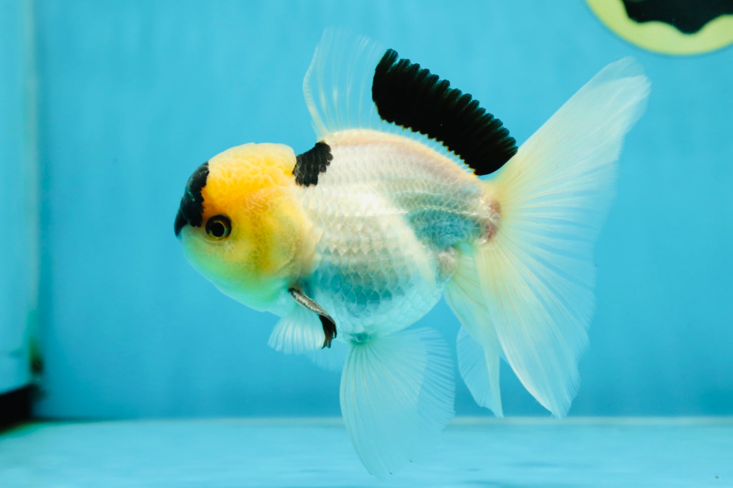 PUPPY FACE A Grade Panda Oranda Male 4.5-5 inches #041825OR_09