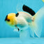 PUPPY FACE A Grade Panda Oranda Male 4.5-5 inches #041825OR_09