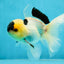 PUPPY FACE A Grade Panda Oranda Male 4.5-5 inches #041825OR_09