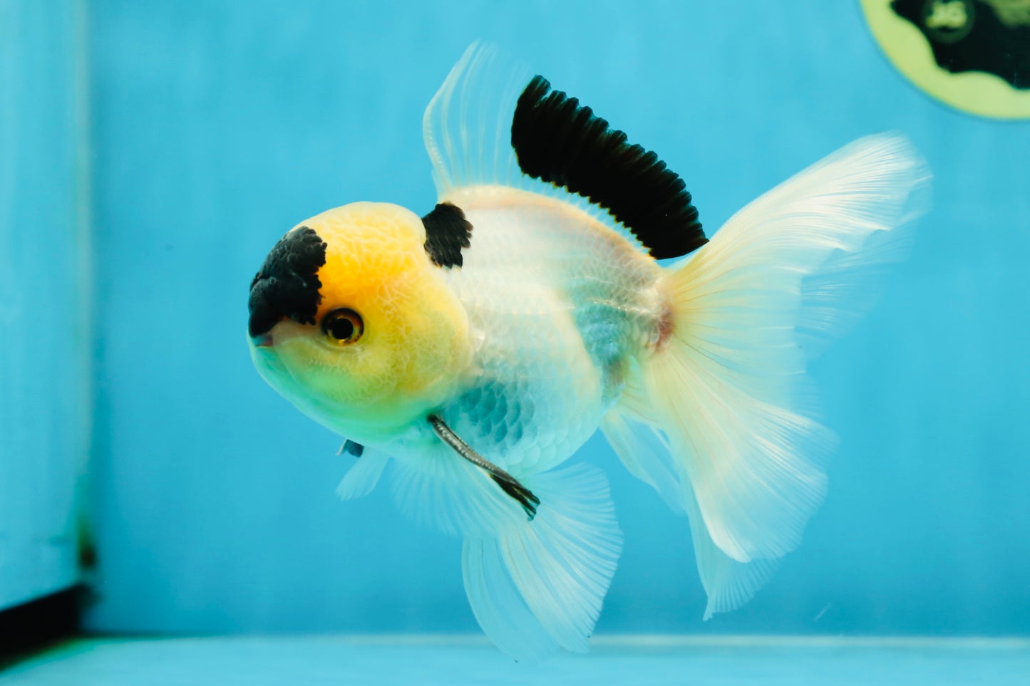PUPPY FACE A Grade Panda Oranda Male 4.5-5 inches #041825OR_09