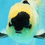 PUPPY FACE A Grade Panda Oranda Male 4.5-5 inches #041825OR_09