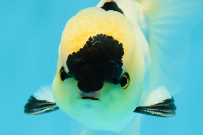 PUPPY FACE A Grade Panda Oranda Male 4.5-5 inches #041825OR_09