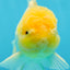 A Grade Fluffy White Oranda Male 5.5 inches #041825OR_10
