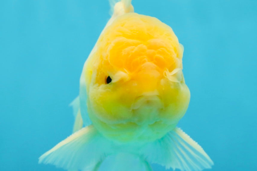 A Grade Fluffy White Oranda Male 5.5 inches #041825OR_10