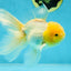 A Grade Fluffy White Oranda Male 5.5 inches #041825OR_10