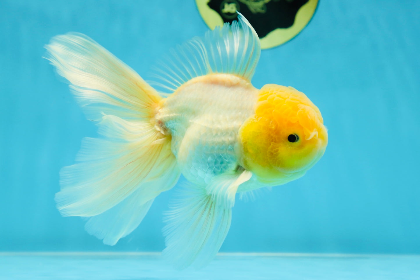 A Grade Fluffy White Oranda Male 5.5 inches #041825OR_10
