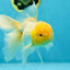 A Grade Fluffy White Oranda Male 5.5 inches #041825OR_10