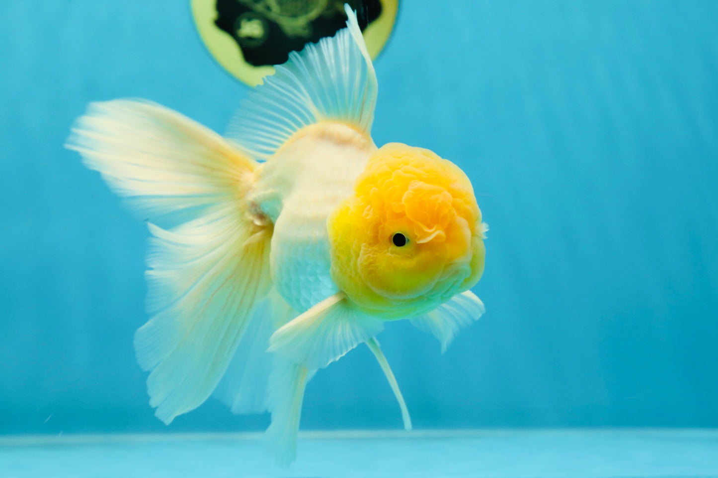 A Grade Fluffy White Oranda Male 5.5 inches #041825OR_10