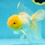 A Grade Fluffy White Oranda Male 5.5 inches #041825OR_10