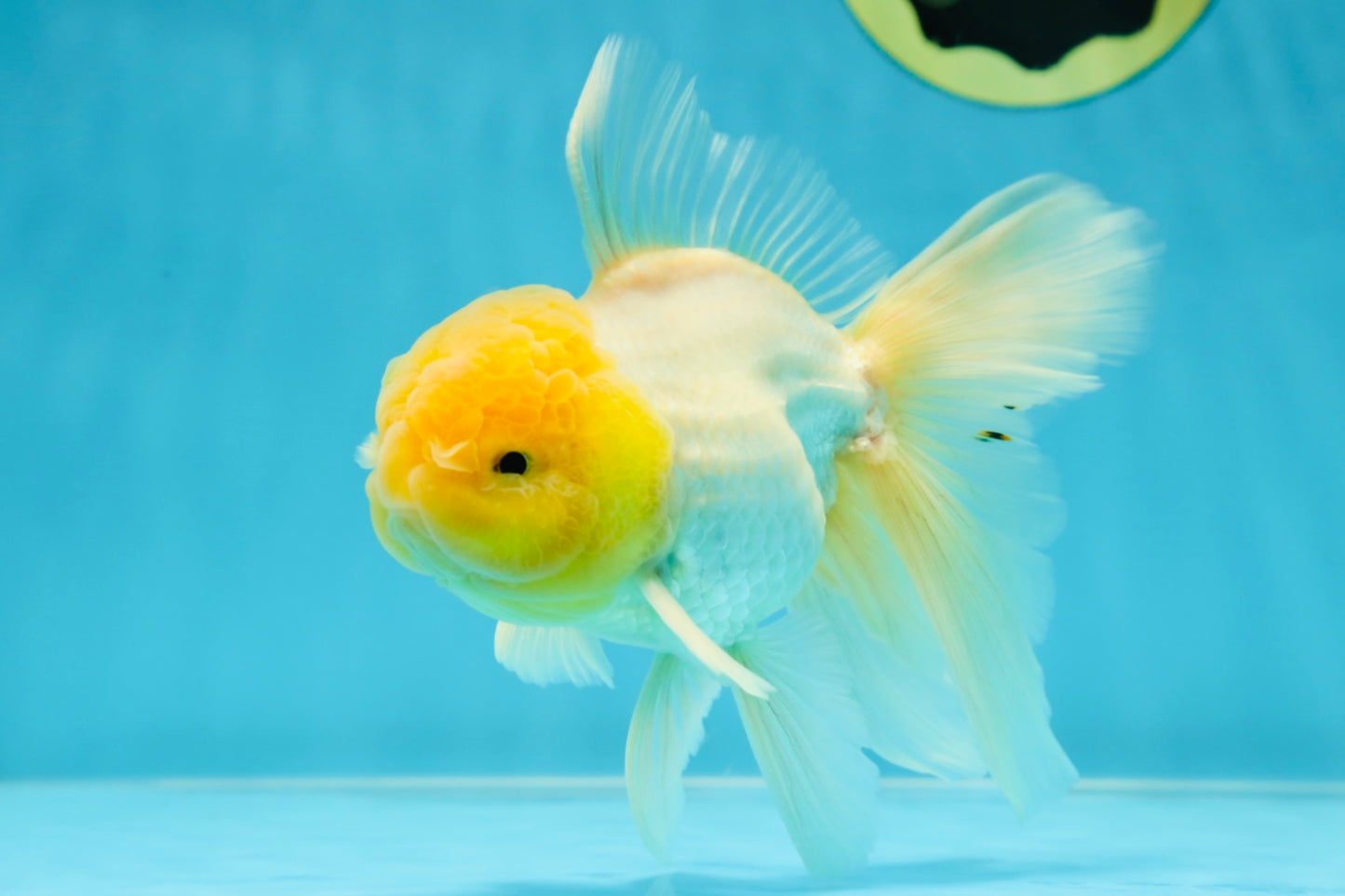 A Grade Fluffy White Oranda Male 5.5 inches #041825OR_10