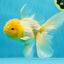 A Grade Fluffy White Oranda Male 5.5 inches #041825OR_10
