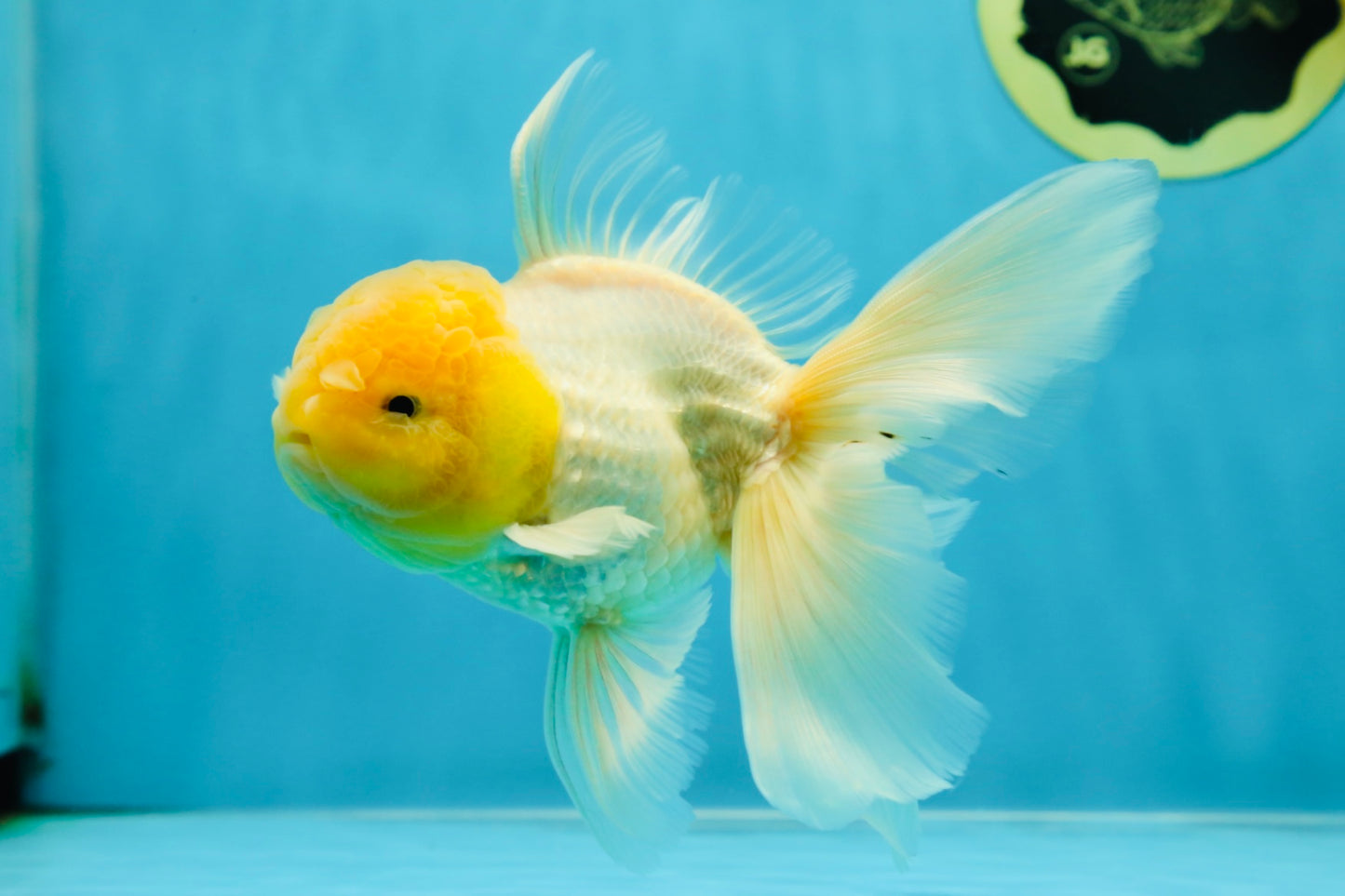 A Grade Fluffy White Oranda Male 5.5 inches #041825OR_10