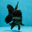 ONE OF A KIND AAA Grade Onyx Panda Oranda Male 5 inches #041825OR_11