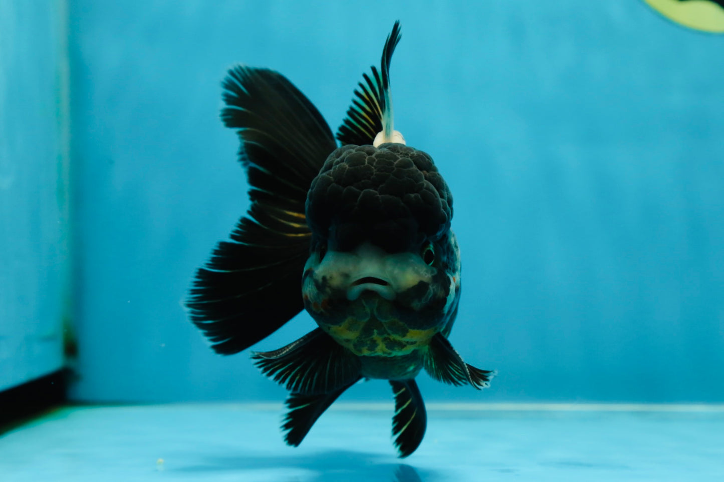 ONE OF A KIND AAA Grade Onyx Panda Oranda Male 5 inches #041825OR_11
