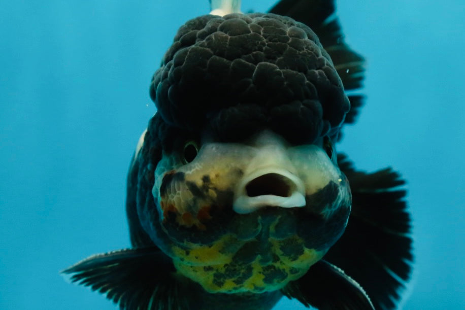 ONE OF A KIND AAA Grade Onyx Panda Oranda Male 5 inches #041825OR_11