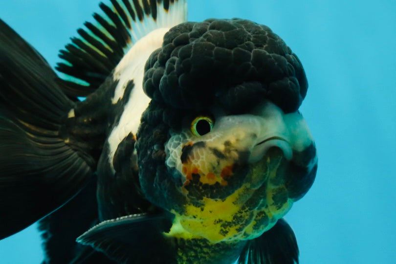 ONE OF A KIND AAA Grade Onyx Panda Oranda Male 5 inches #041825OR_11