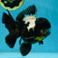ONE OF A KIND AAA Grade Onyx Panda Oranda Male 5 inches #041825OR_11