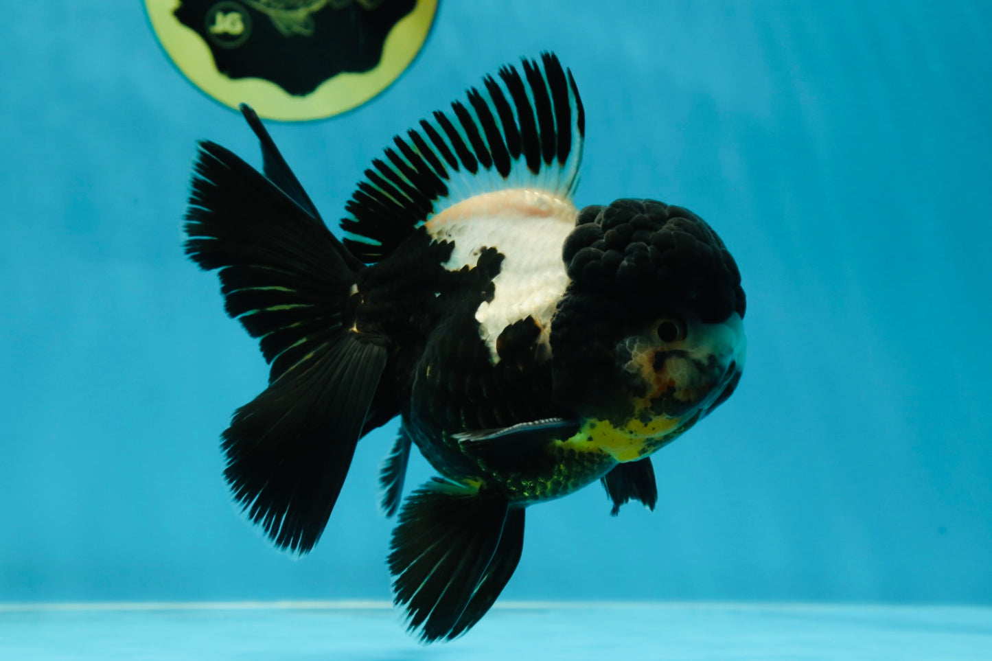 ONE OF A KIND AAA Grade Onyx Panda Oranda Male 5 inches #041825OR_11