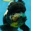 ONE OF A KIND AAA Grade Onyx Panda Oranda Male 5 inches #041825OR_11
