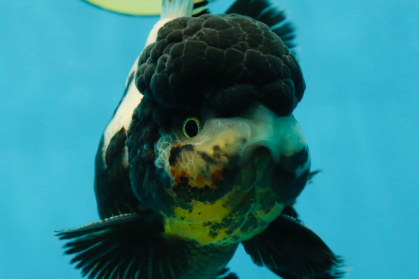ONE OF A KIND AAA Grade Onyx Panda Oranda Male 5 inches #041825OR_11