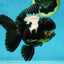 ONE OF A KIND AAA Grade Onyx Panda Oranda Male 5 inches #041825OR_11