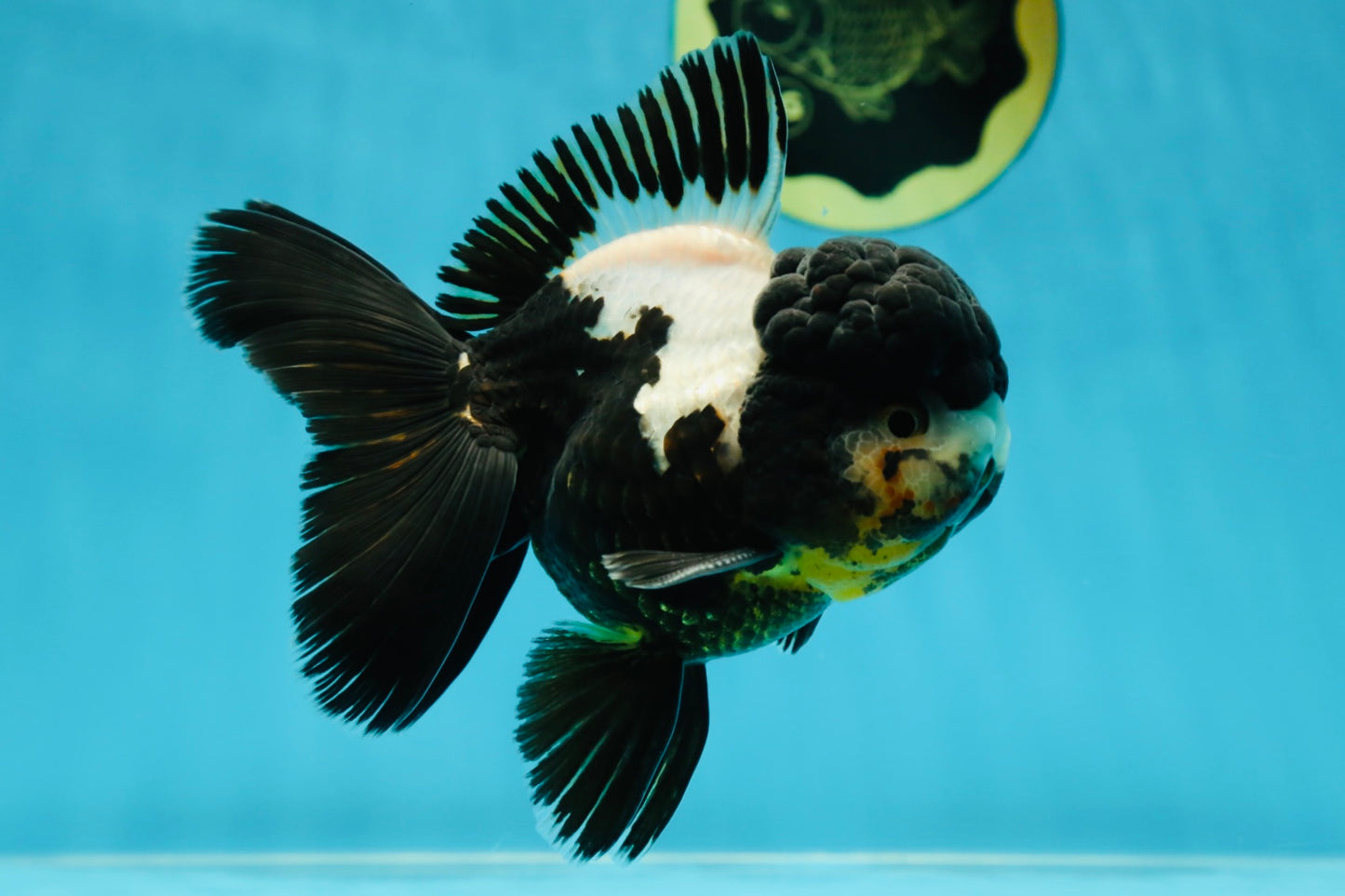 ONE OF A KIND AAA Grade Onyx Panda Oranda Male 5 inches #041825OR_11