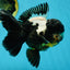 ONE OF A KIND AAA Grade Onyx Panda Oranda Male 5 inches #041825OR_11