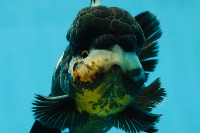 ONE OF A KIND AAA Grade Onyx Panda Oranda Male 5 inches #041825OR_11