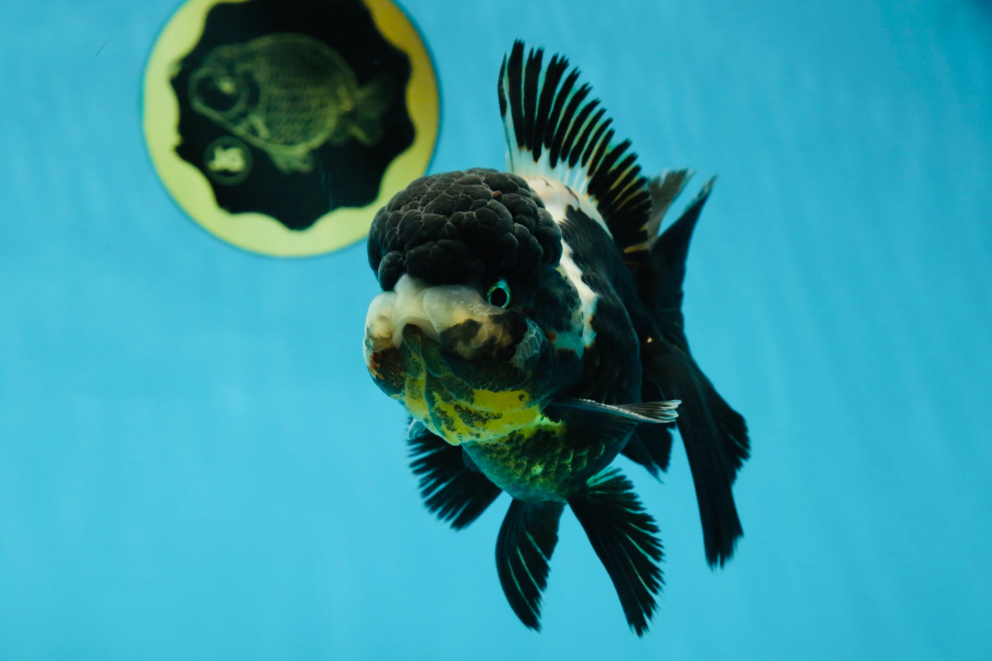 ONE OF A KIND AAA Grade Onyx Panda Oranda Male 5 inches #041825OR_11