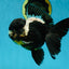 ONE OF A KIND AAA Grade Onyx Panda Oranda Male 5 inches #041825OR_11