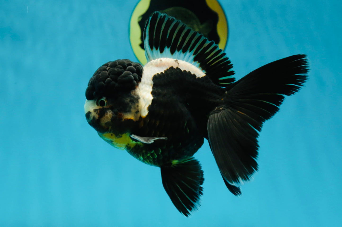 ONE OF A KIND AAA Grade Onyx Panda Oranda Male 5 inches #041825OR_11