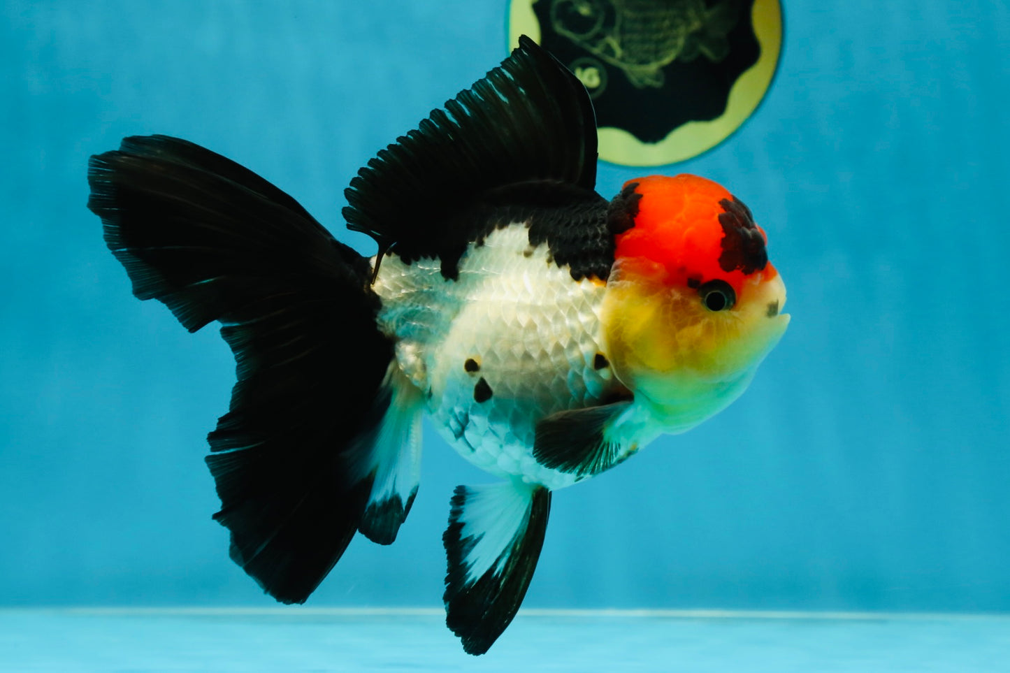 MIKE TYSON A Grade Tricolor Oranda Female 5.5-6 inches #041825OR_12