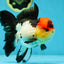 MIKE TYSON A Grade Tricolor Oranda Female 5.5-6 inches #041825OR_12