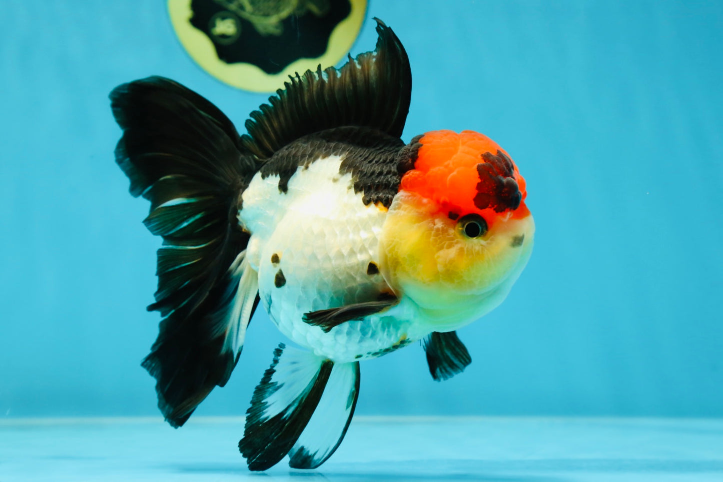 MIKE TYSON A Grade Tricolor Oranda Female 5.5-6 inches #041825OR_12