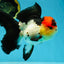 MIKE TYSON A Grade Tricolor Oranda Female 5.5-6 inches #041825OR_12