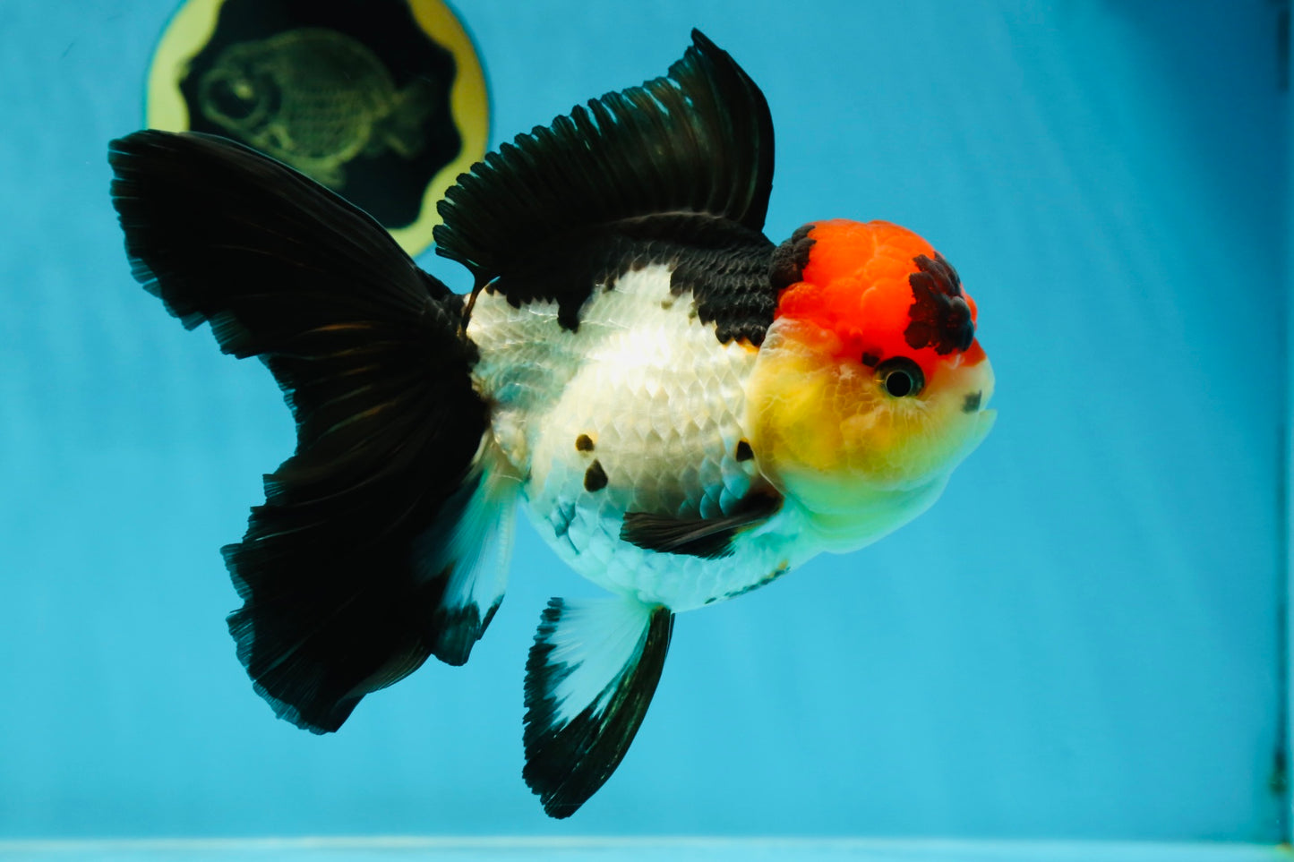 MIKE TYSON A Grade Tricolor Oranda Female 5.5-6 inches #041825OR_12