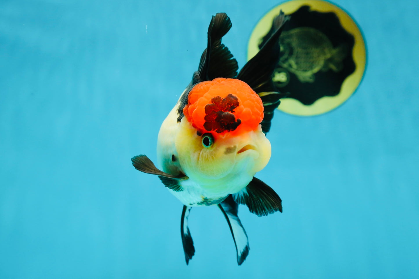 MIKE TYSON A Grade Tricolor Oranda Female 5.5-6 inches #041825OR_12