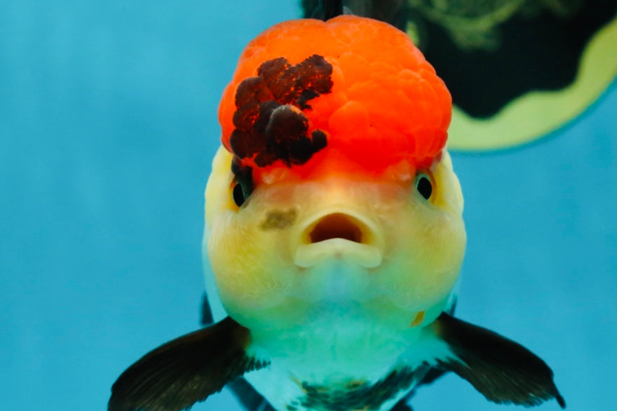 MIKE TYSON A Grade Tricolor Oranda Female 5.5-6 inches #041825OR_12