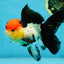 MIKE TYSON A Grade Tricolor Oranda Female 5.5-6 inches #041825OR_12