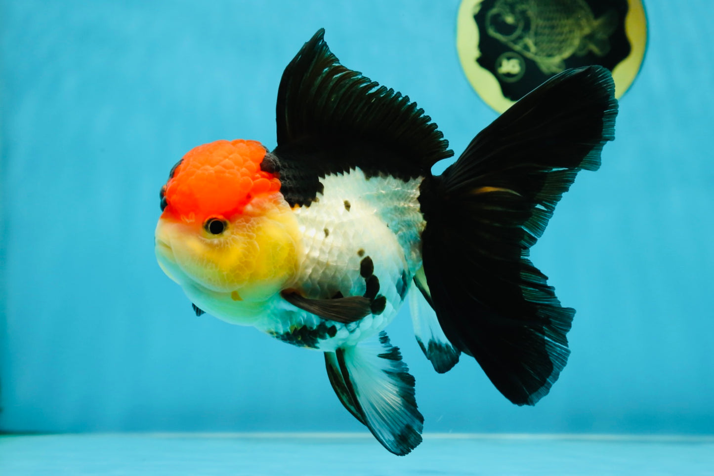 MIKE TYSON A Grade Tricolor Oranda Female 5.5-6 inches #041825OR_12