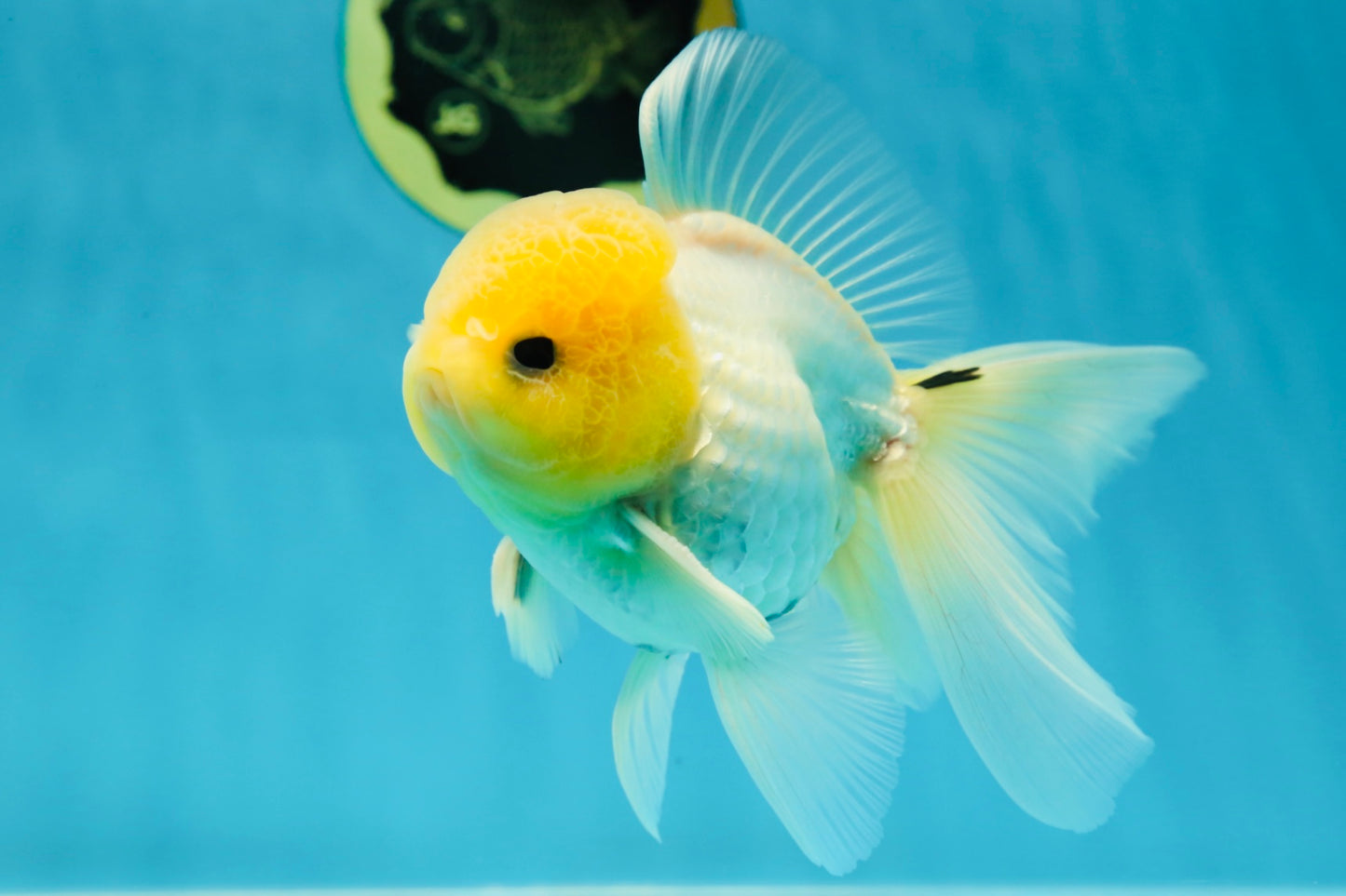 CHONKY A Grade White Button Eyes Oranda Male 5-5.5 inches #041825OR_13