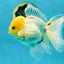 CHONKY A Grade White Button Eyes Oranda Male 5-5.5 inches #041825OR_13