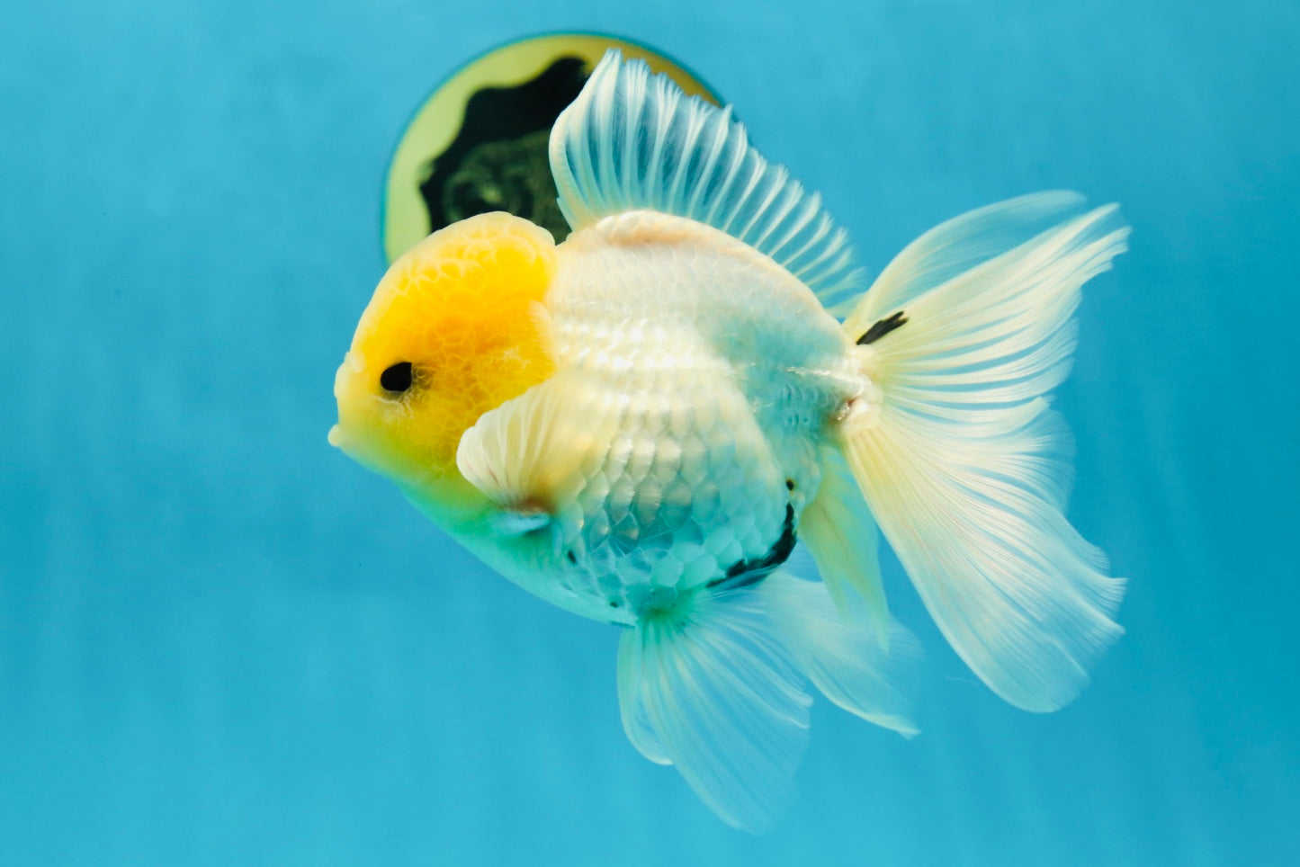 CHONKY A Grade White Button Eyes Oranda Male 5-5.5 inches #041825OR_13