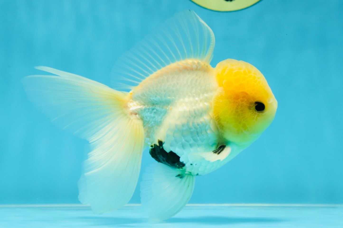 CHONKY A Grade White Button Eyes Oranda Male 5-5.5 inches #041825OR_13
