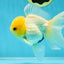 CHONKY A Grade White Button Eyes Oranda Male 5-5.5 inches #041825OR_13