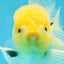 CHONKY A Grade White Button Eyes Oranda Male 5-5.5 inches #041825OR_13