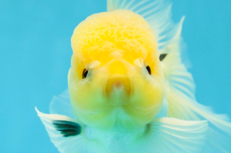 CHONKY A Grade White Button Eyes Oranda Male 5-5.5 inches #041825OR_13