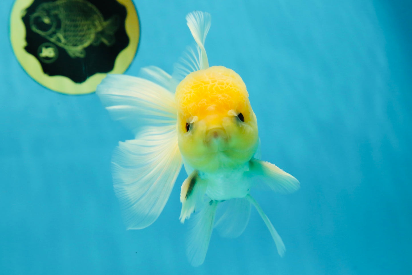 CHONKY A Grade White Button Eyes Oranda Male 5-5.5 inches #041825OR_13