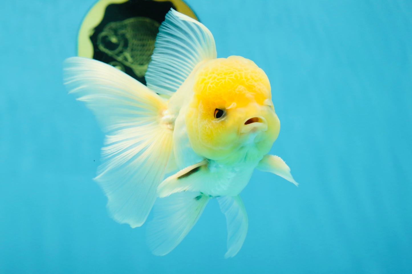 CHONKY A Grade White Button Eyes Oranda Male 5-5.5 inches #041825OR_13