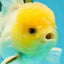 CHONKY A Grade White Button Eyes Oranda Male 5-5.5 inches #041825OR_13